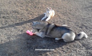 husky puppy cullman al