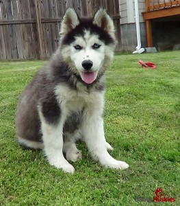alabama husky puppy nick