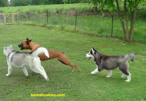 husky puppies and boxer dog