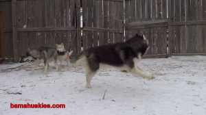husky in snow
