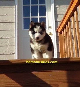 husky puppy