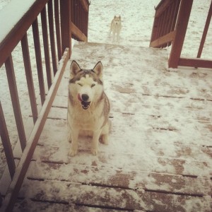 husky snowdog