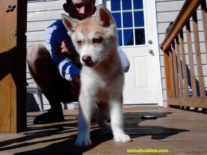 red husky puppy alabama