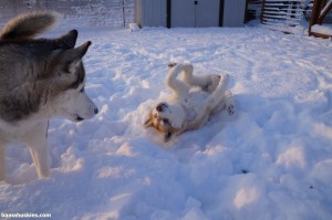red husky puppy in the snow