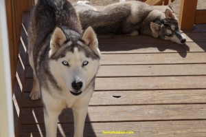 husky dog