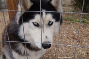 black and white husky