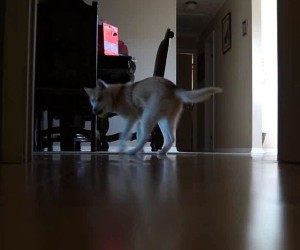 husky fetching ball