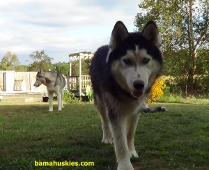 why train your husky