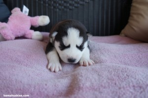 Siberian Husky Puppies For Sale and Breeders In Alabama