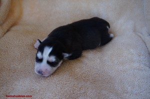 siberian husky puppy