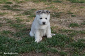 grey and white husky puppy