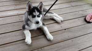 black and white husky puppy