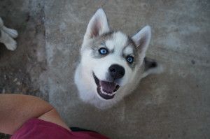 grey and white husky puppy